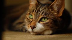 Tapeta Annimals 655.jpg